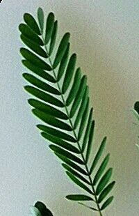 Chamaecrista glandulosa — search result for 'Cassia'