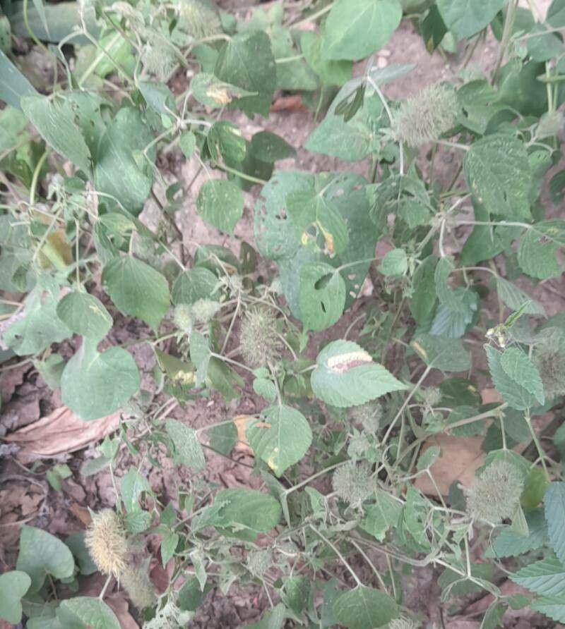 Acalypha alopecuroides habit