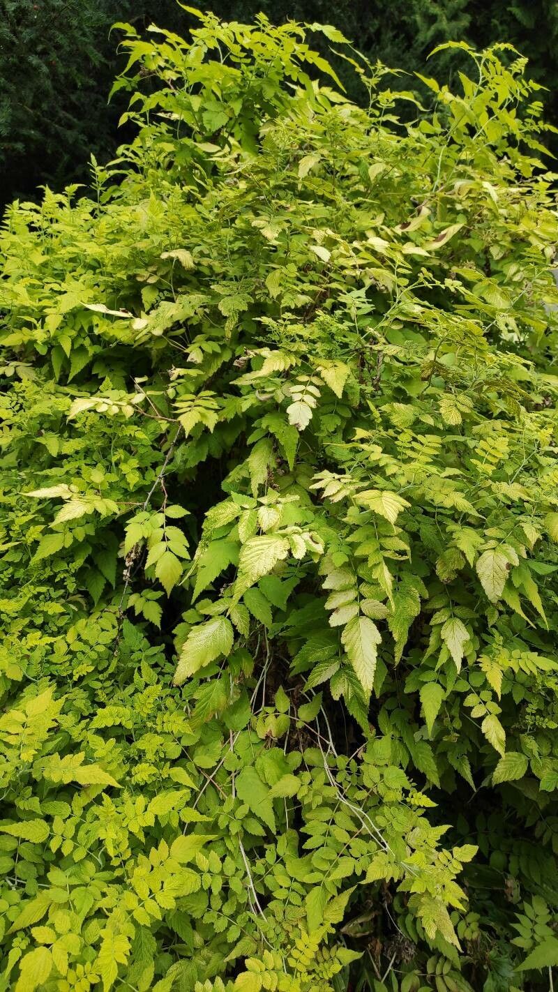 Rubus cockburnianus habit