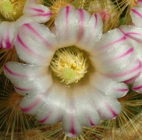 Mammillaria laui flower