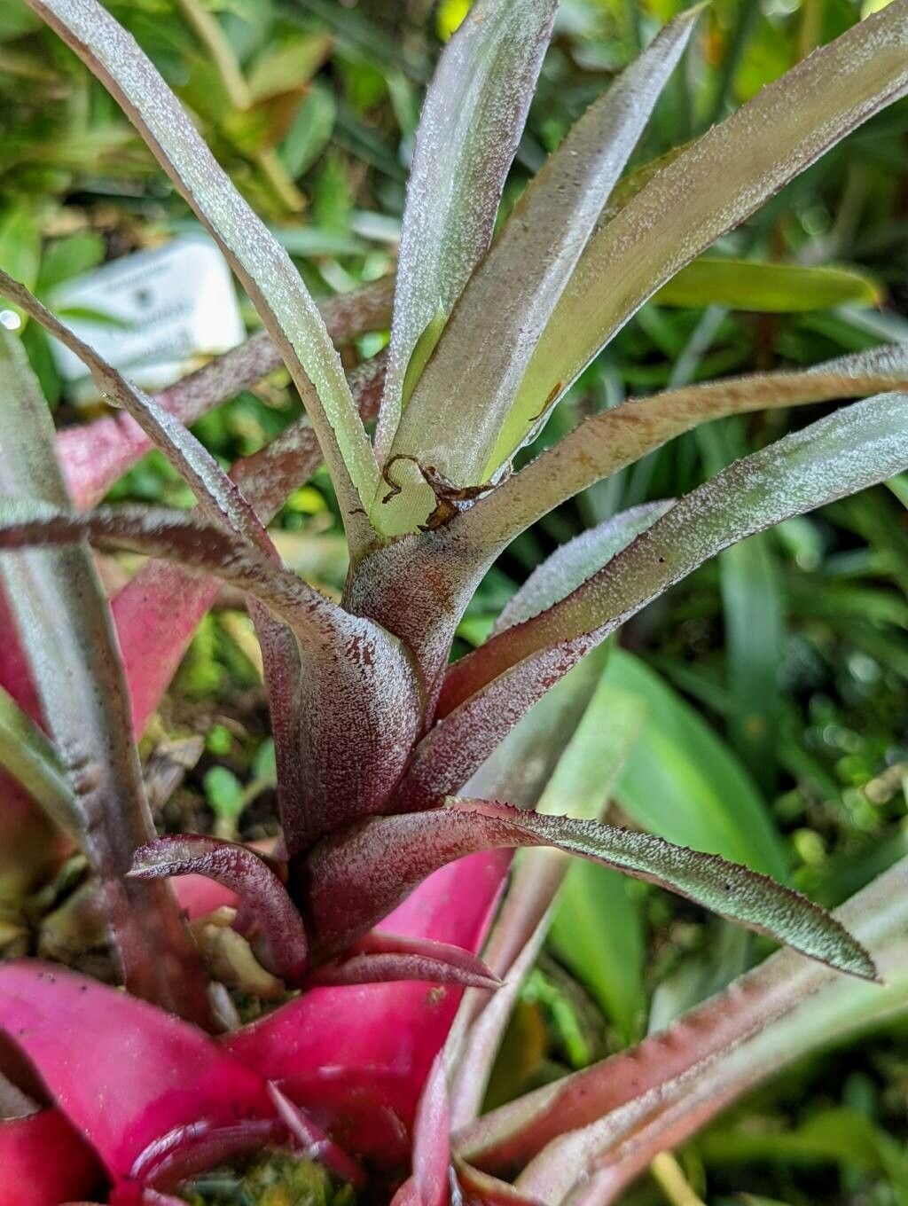Neoregelia pineliana — houseplant care guide