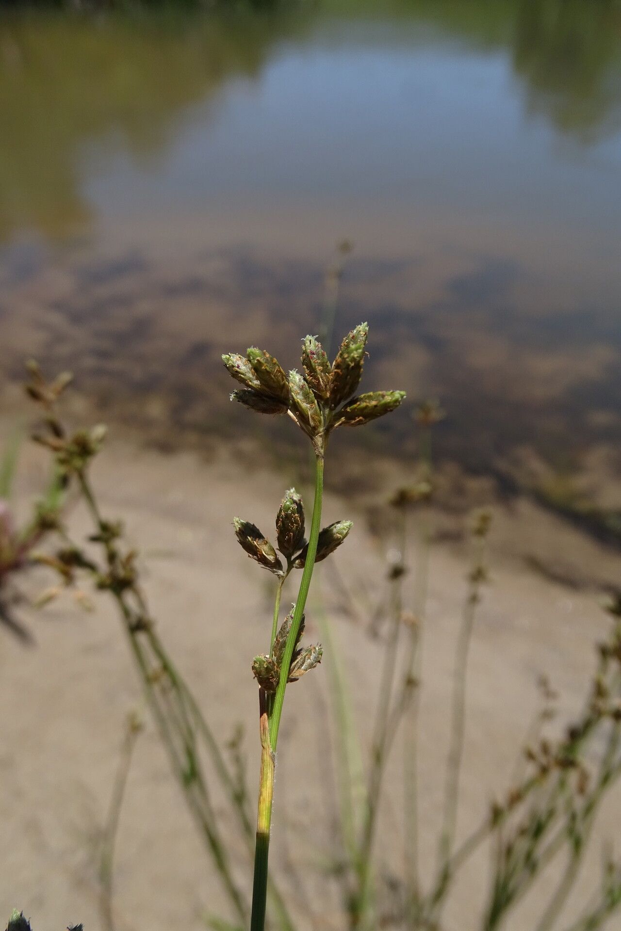 Fuirena stricta — houseplant care guide