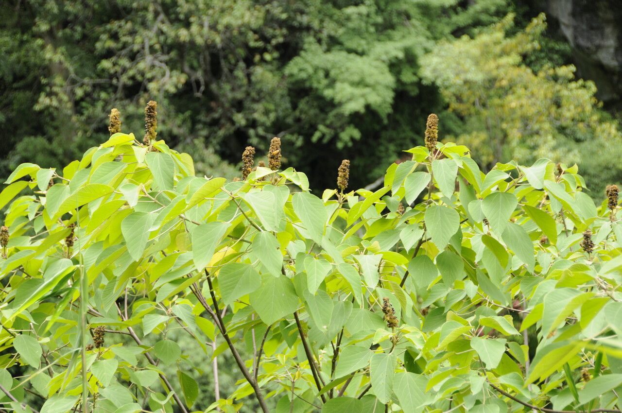 Mallotus nepalensis — search result for 'Mallotus'