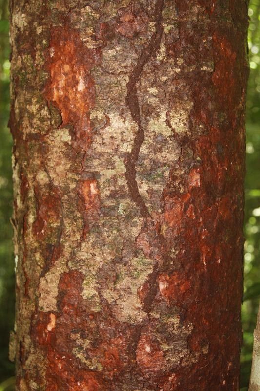Caraipa densifolia bark
