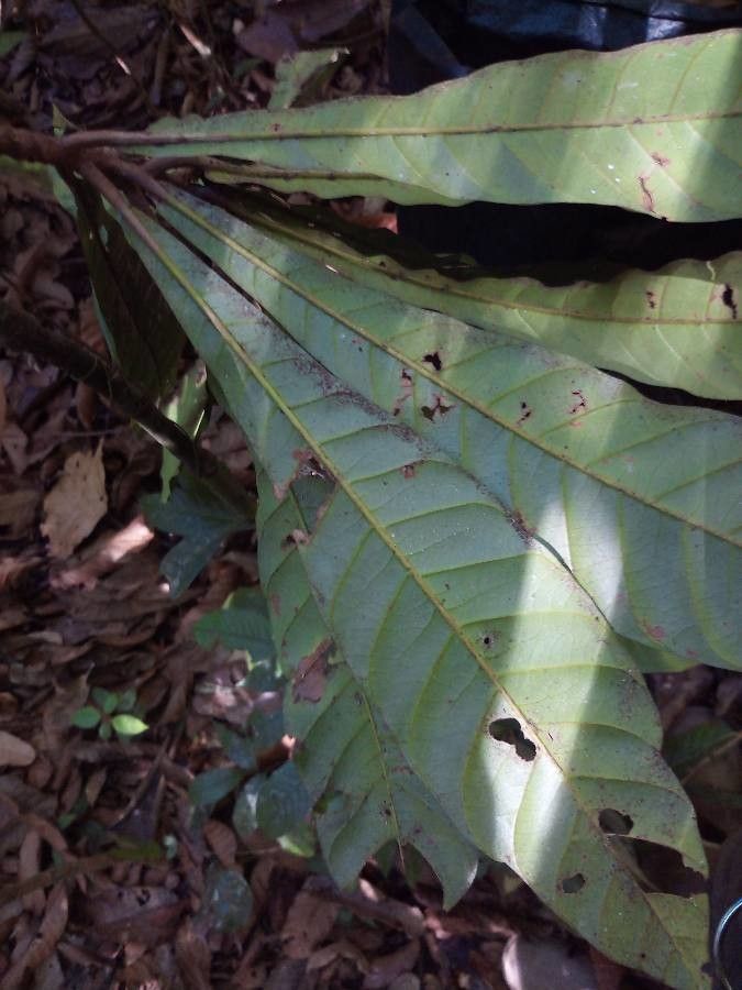 Pouteria flavilatex leaf