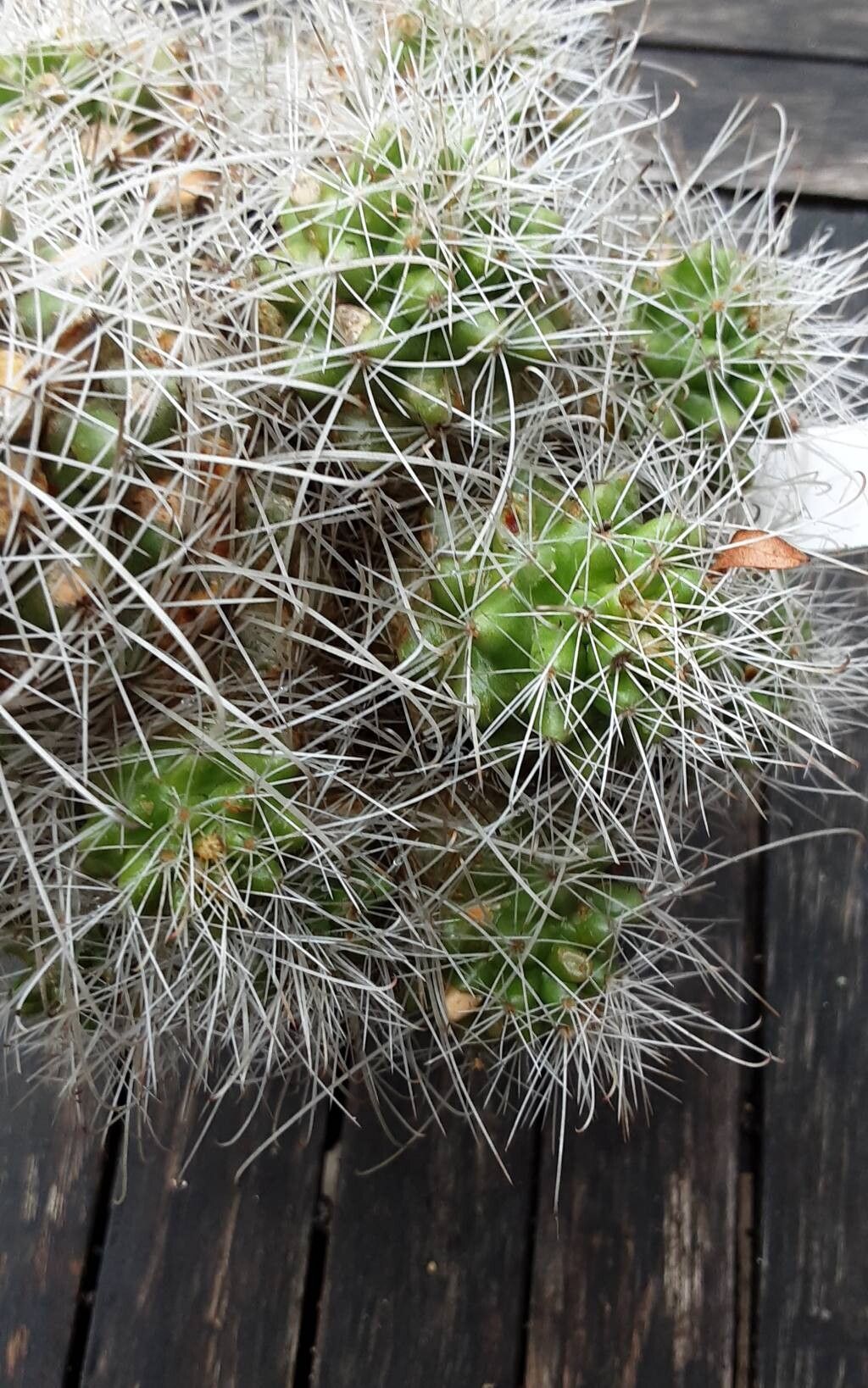 Cochemiea pondii other