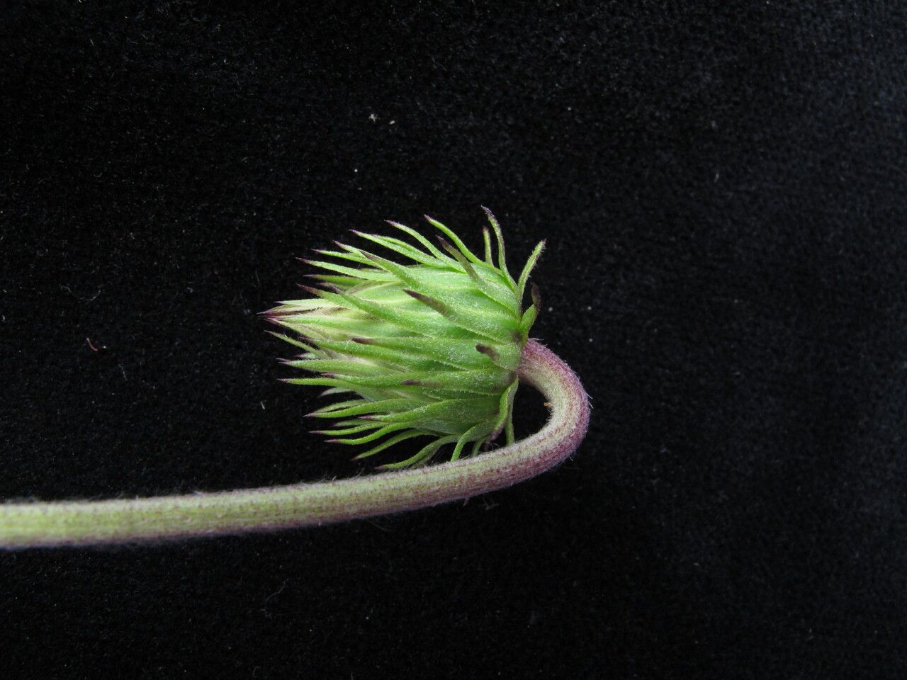 Saussurea macrota fruit