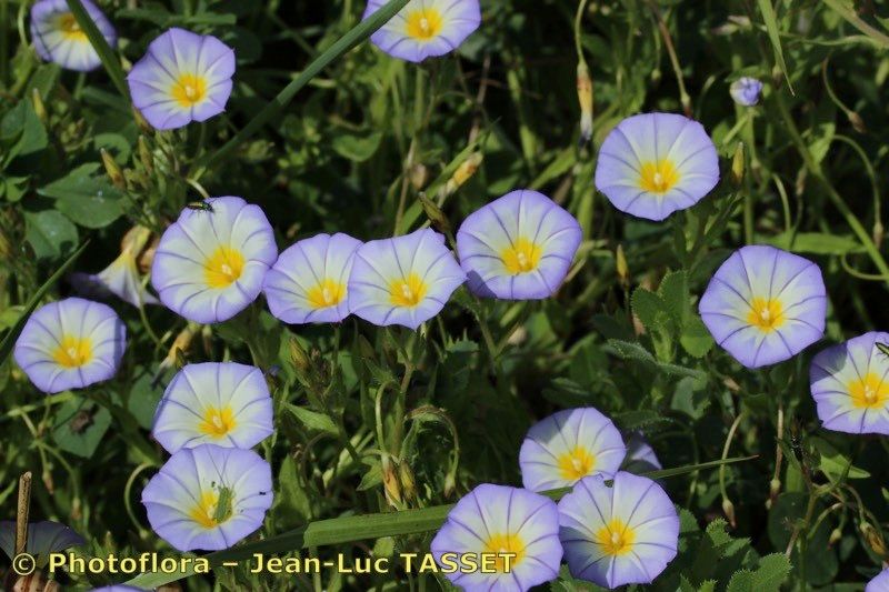 Convolvulus meonanthus habit