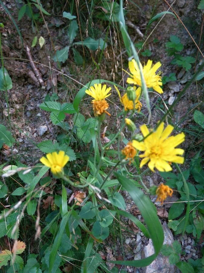Hieracium amplexicaule flower