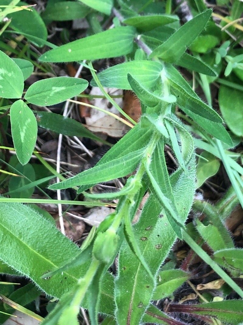 Linum viscosum — search result for 'Linum'