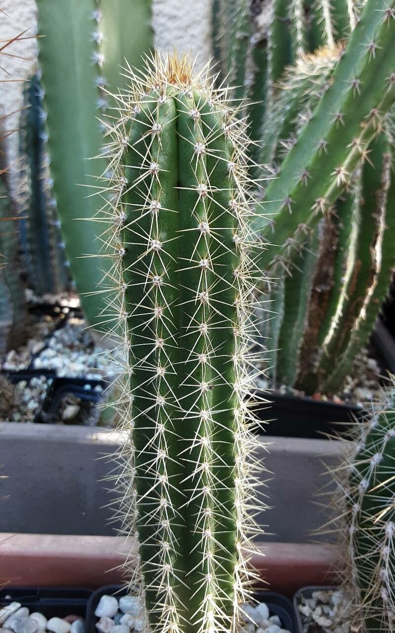 Pilosocereus robinii habit