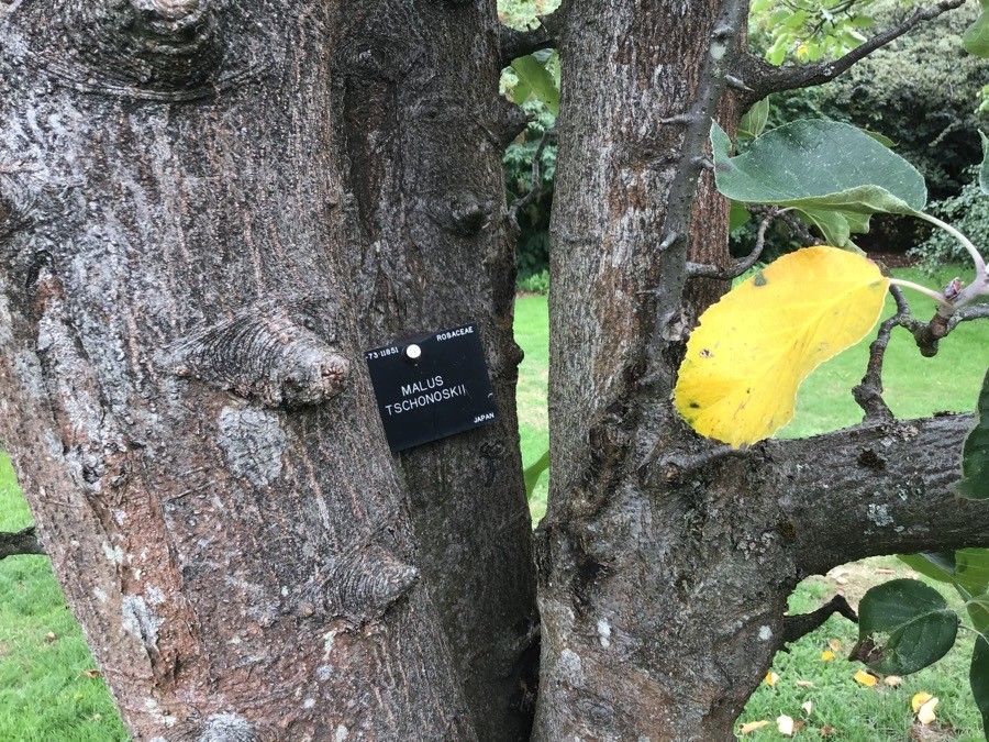 Malus tschonoskii bark