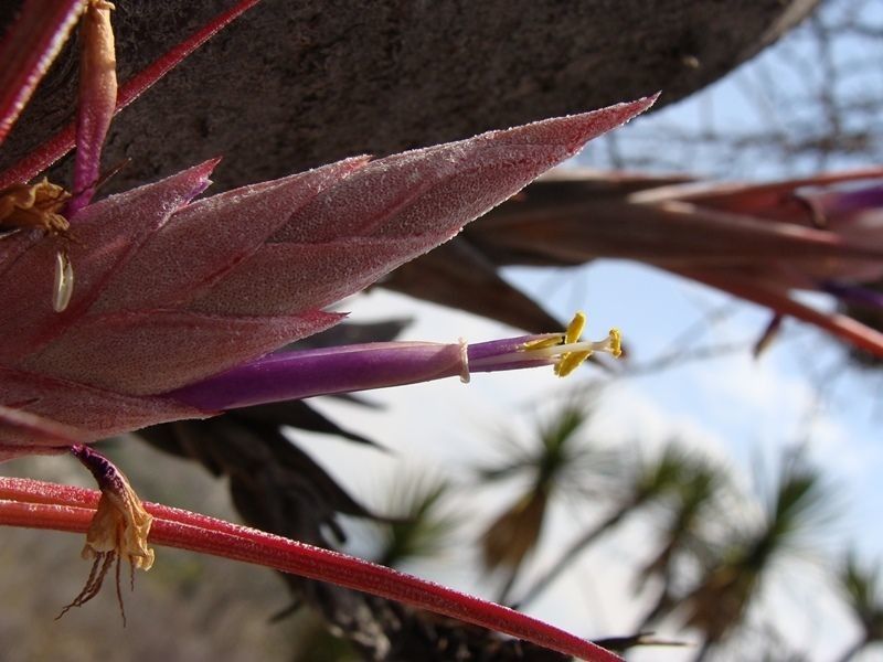 Tillandsia circinnatioides — houseplant care guide