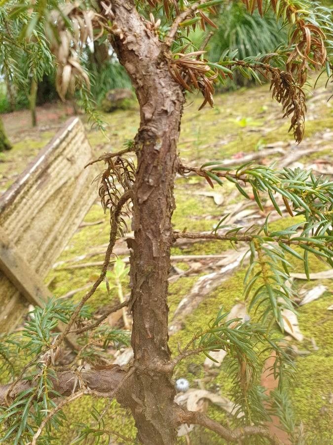 Juniperus brevifolia bark