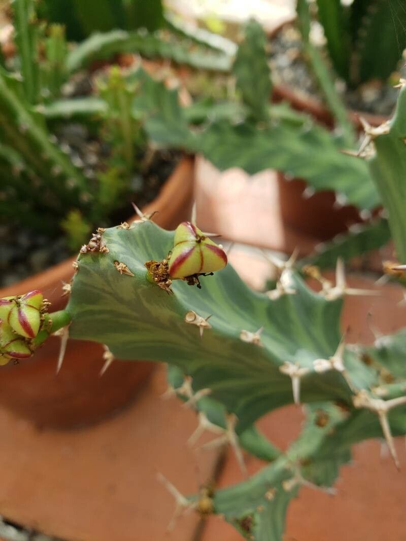 Euphorbia buruana fruit