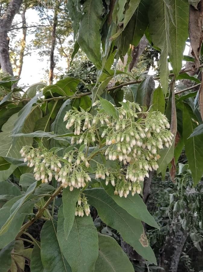Verbesina virginica flower