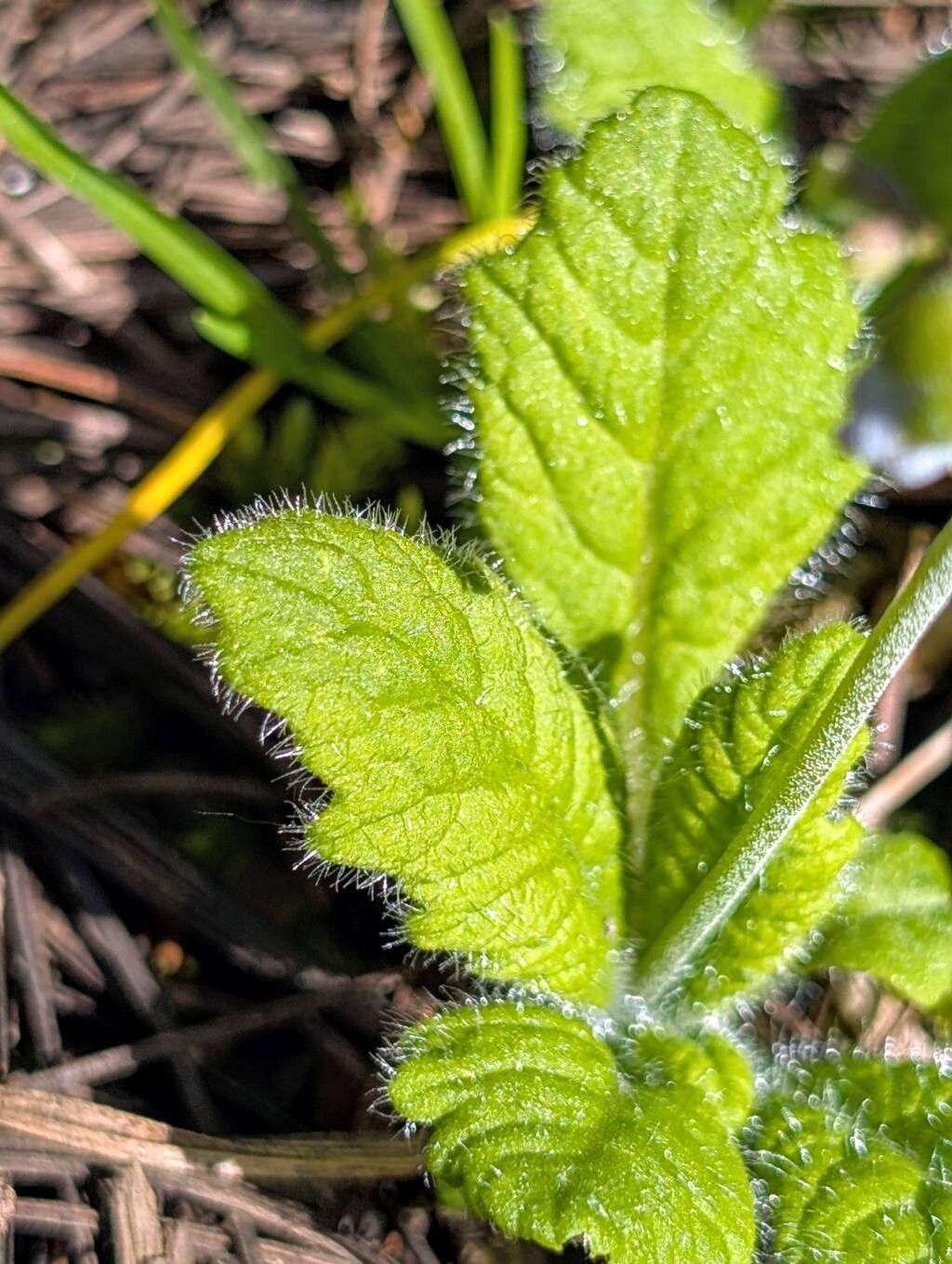 Primula reidii — houseplant care guide