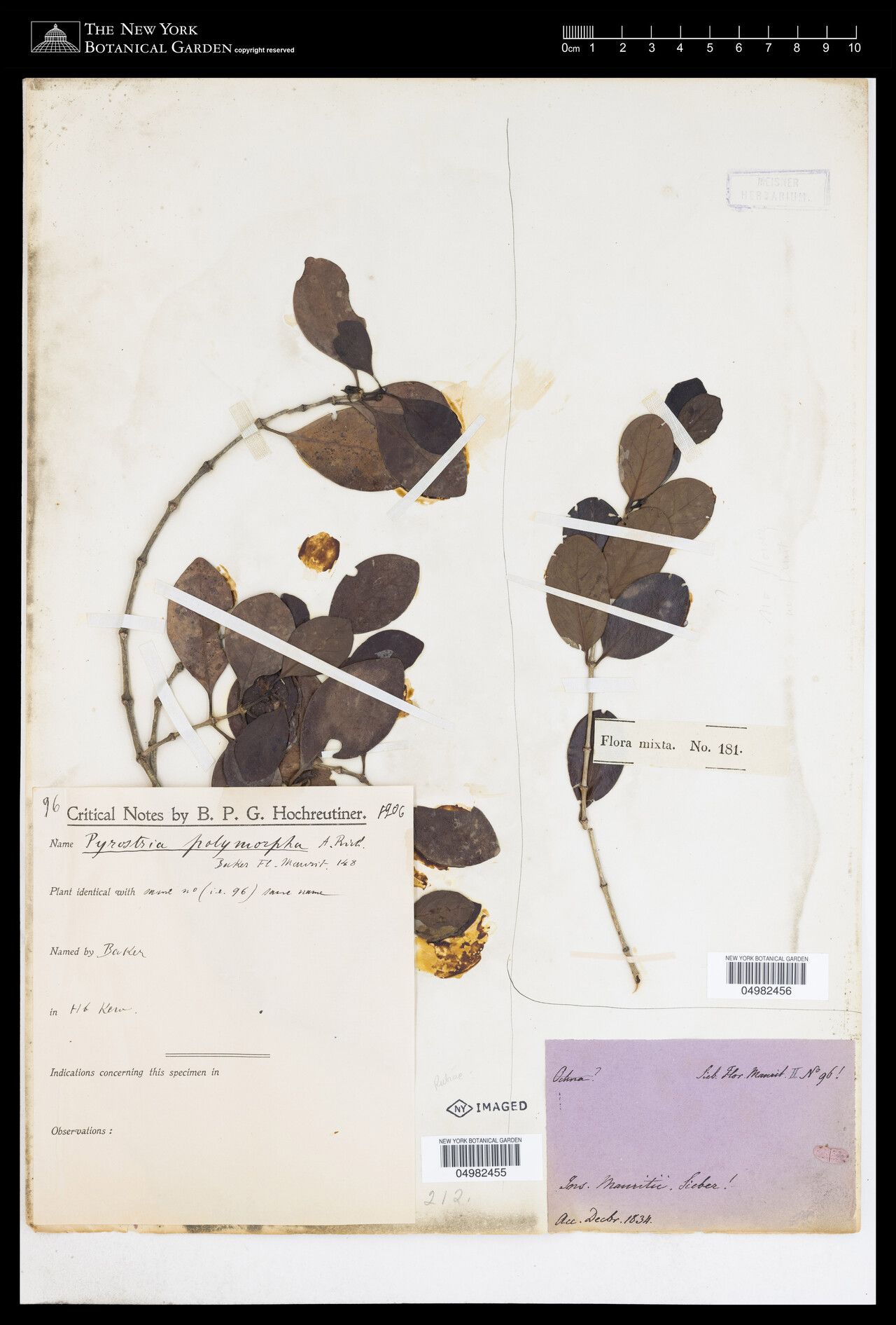 Pyrostria cordifolia — houseplant care guide