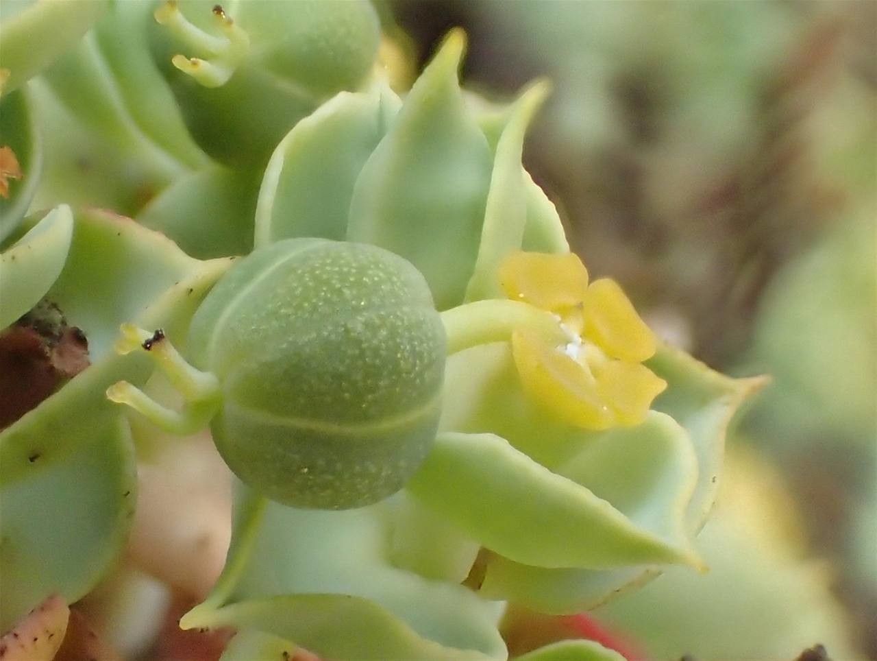 Euphorbia pithyusa fruit