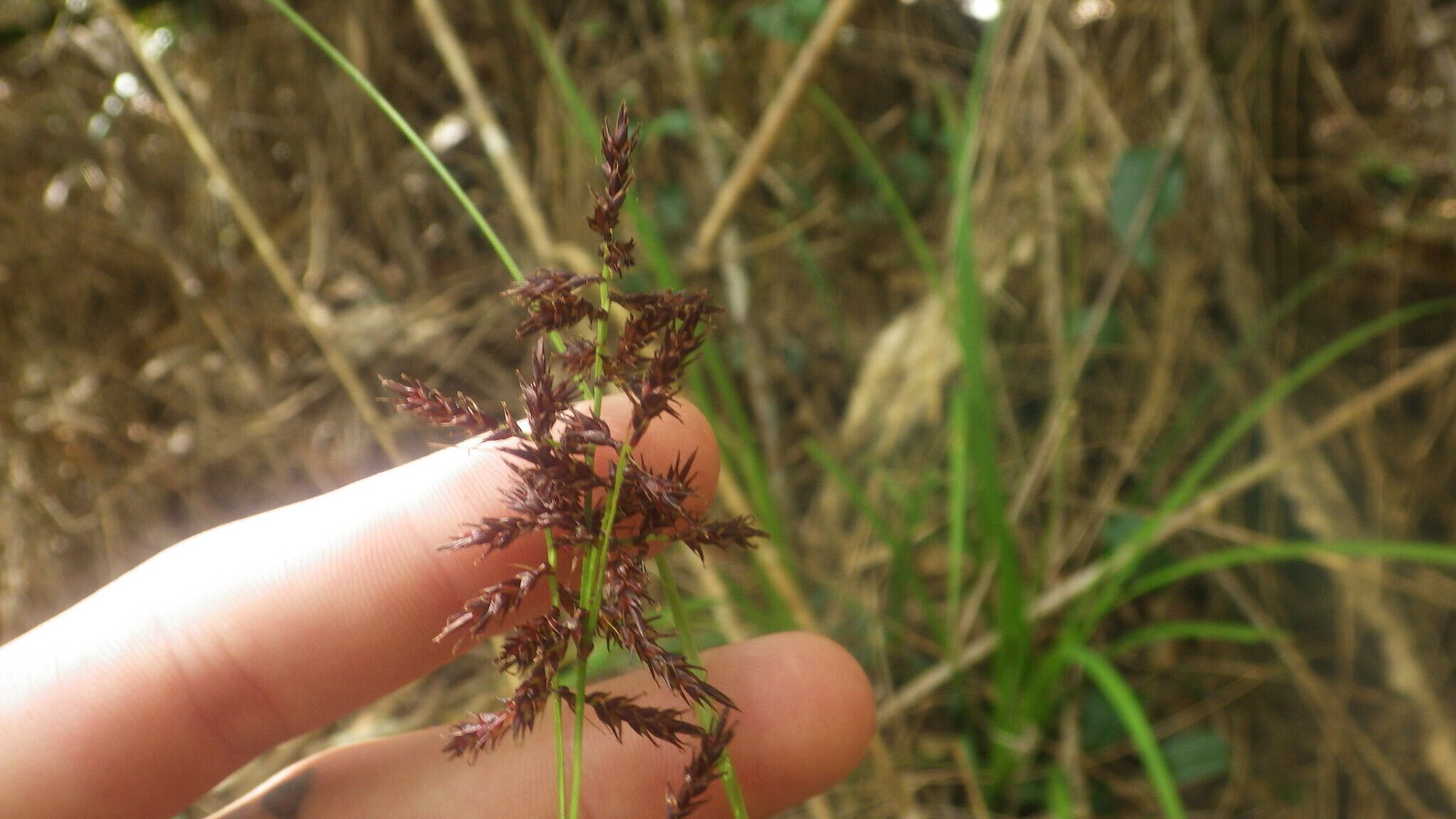 Carex haematosaccus — houseplant care guide