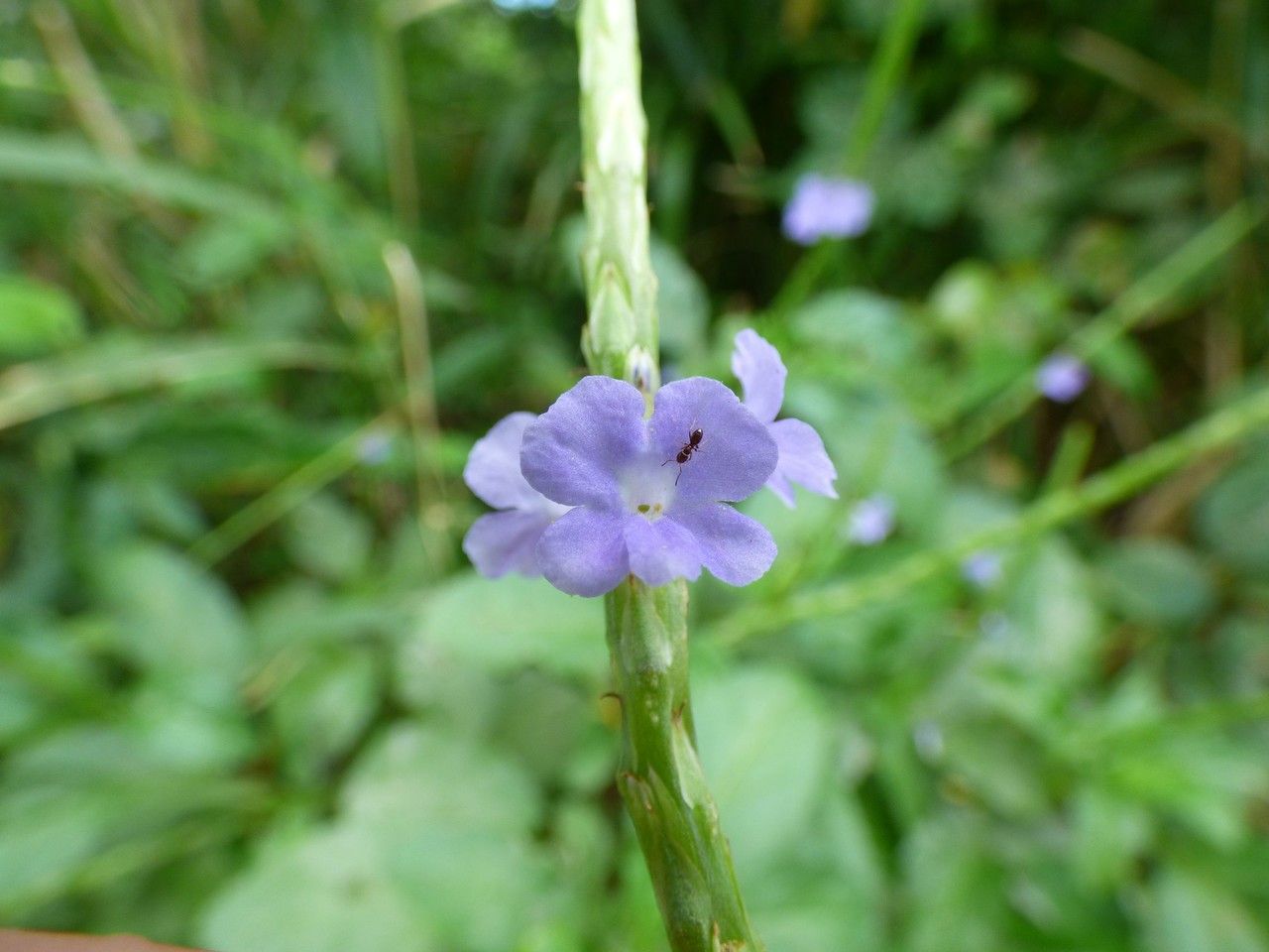 Stachytarpheta urticifolia flower