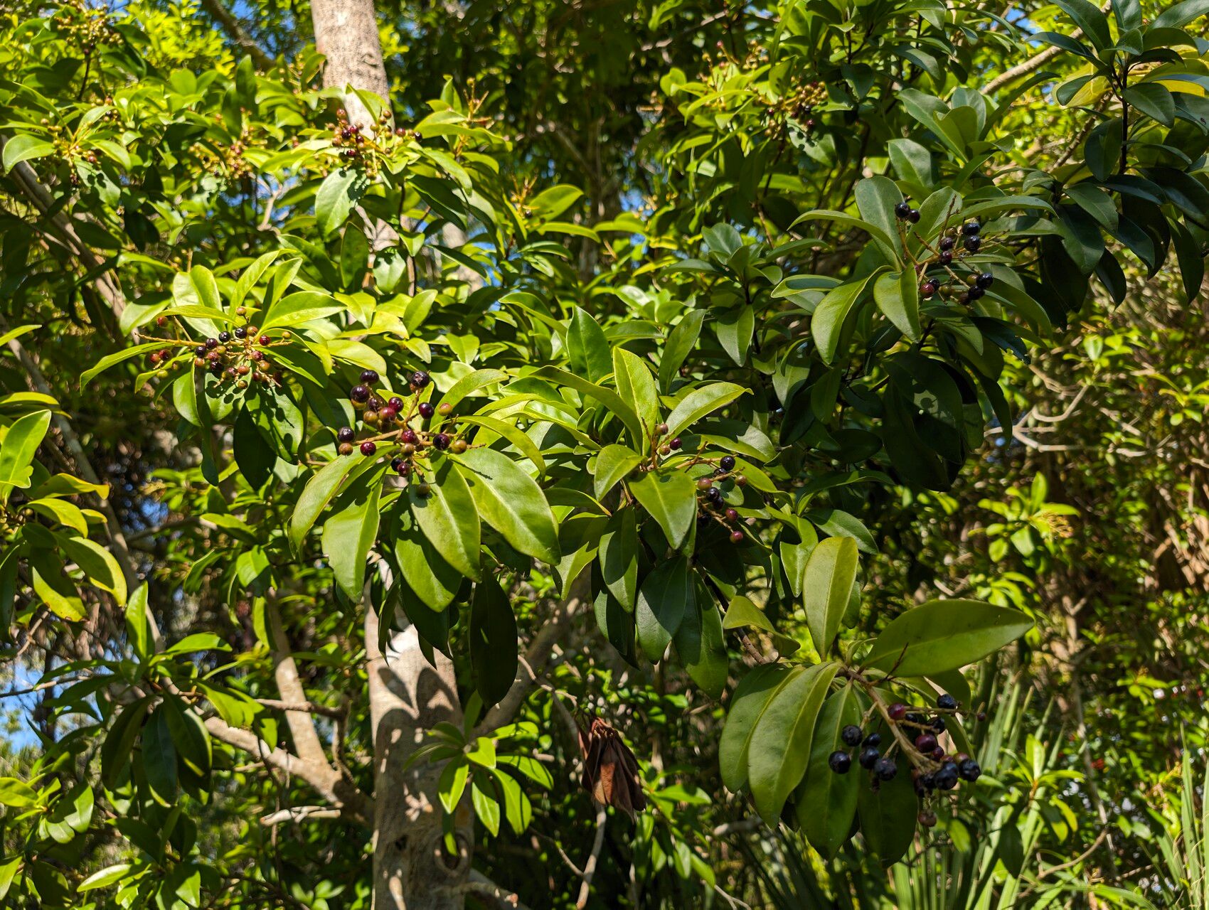 Ardisia escallonioides fruit