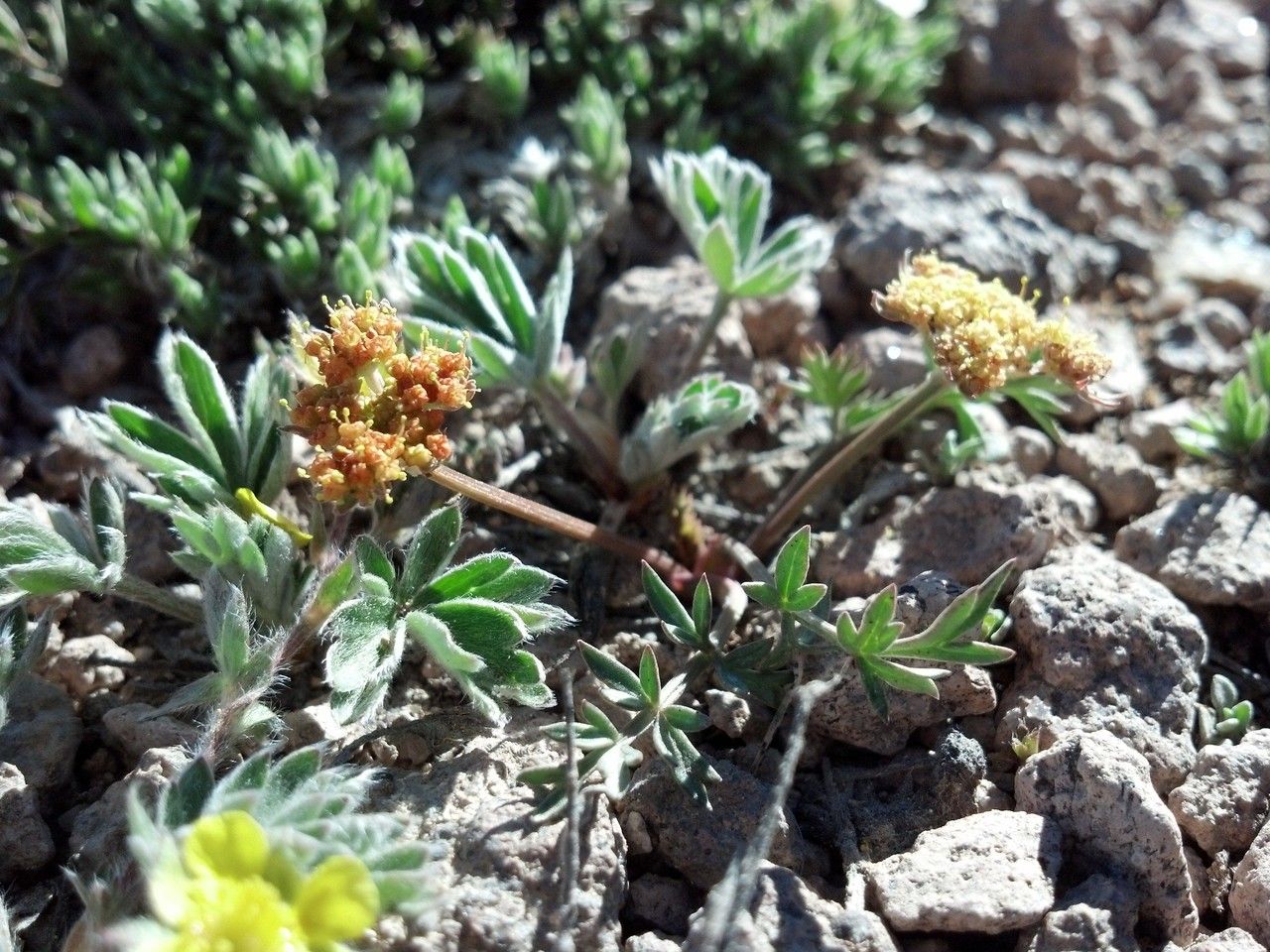 Cymopterus alpinus — related species from the same genus
