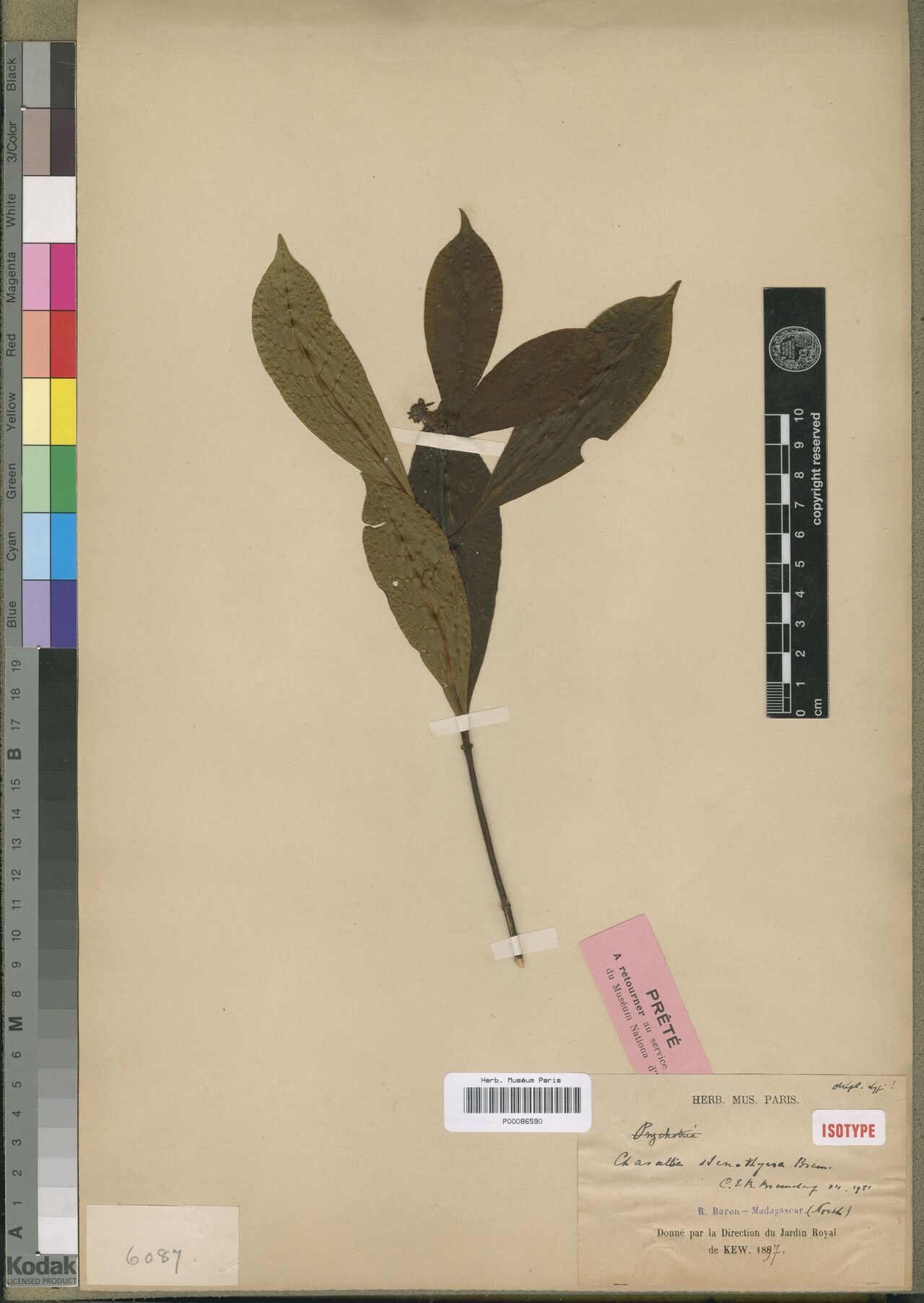 Chassalia stenothyrsa — houseplant care guide