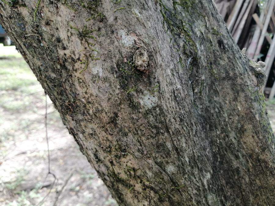 Crescentia alata bark