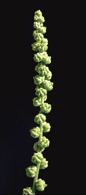 Oligomeris linifolia other