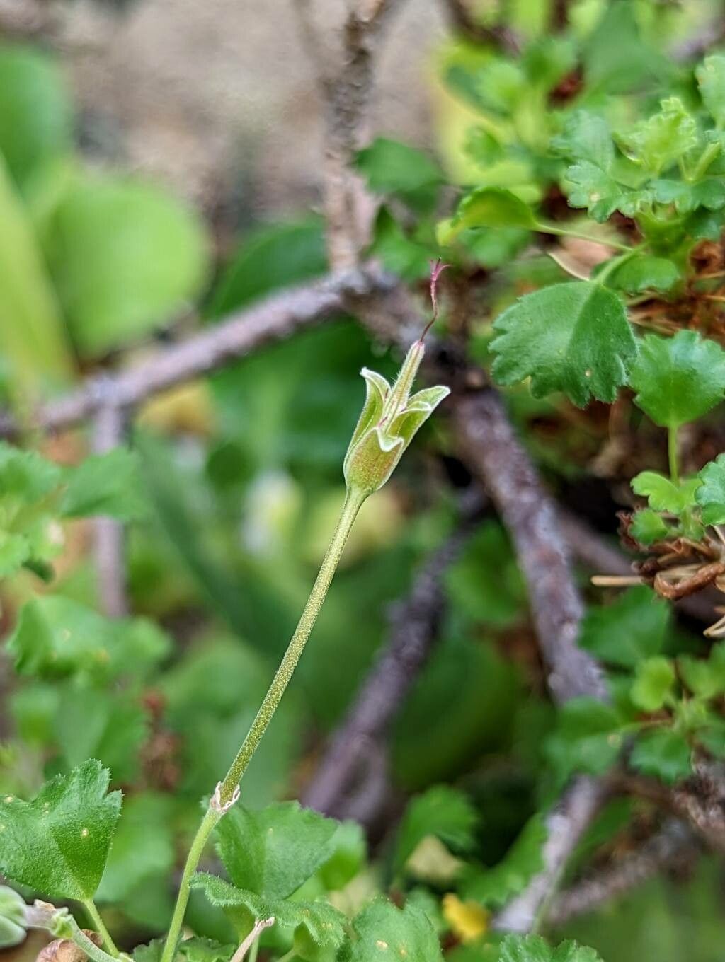 Pelargonium xerophyton fruit