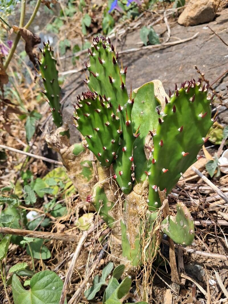 Opuntia monacanthos habit