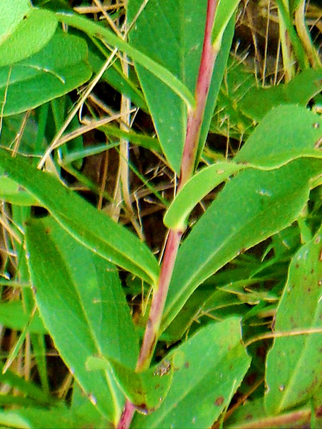 Acourtia wislizeni — houseplant care guide