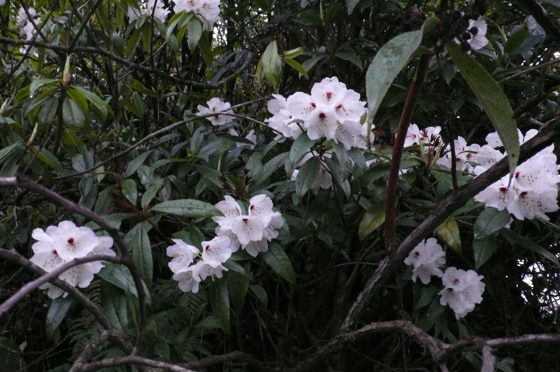Rhododendron araiophyllum habit