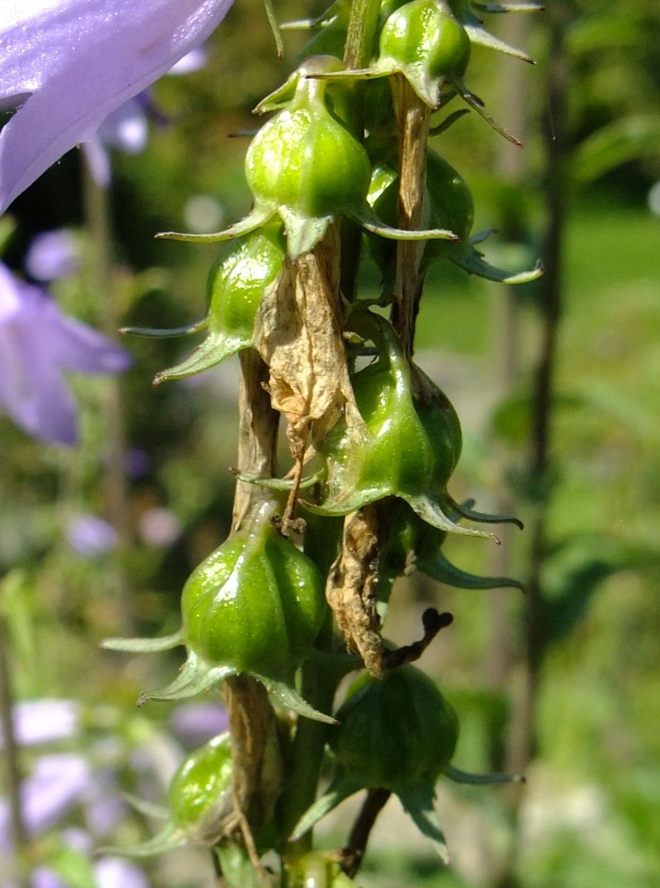 Campanula bononiensis fruit