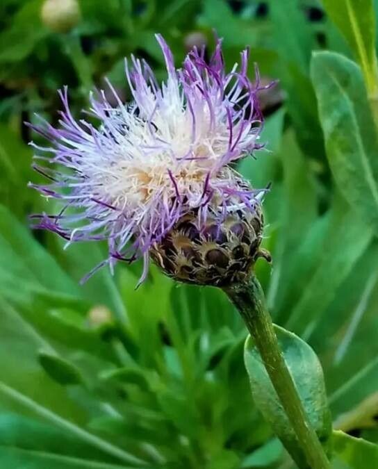 Cheirolophus arbutifolius flower