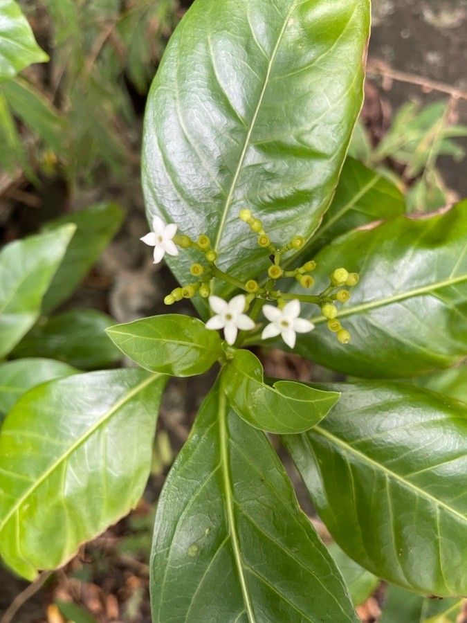 Rauvolfia viridis flower