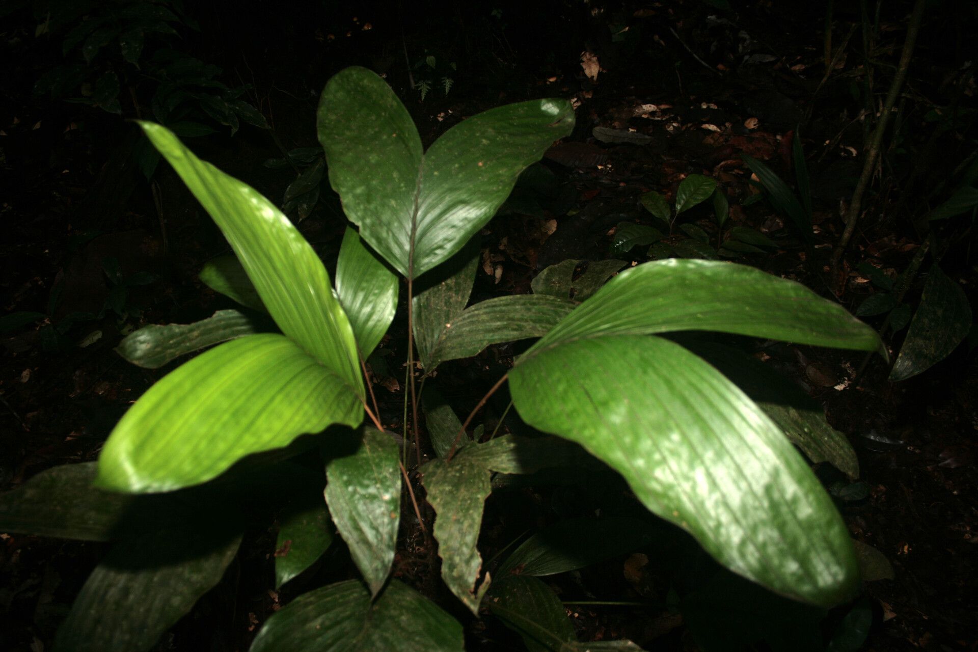 Bactris oligocarpa — houseplant care guide