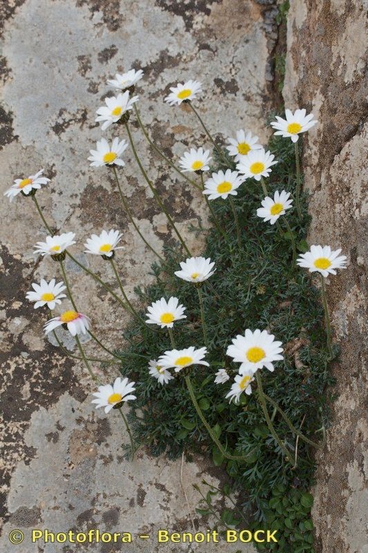Rhodanthemum atlanticum habit