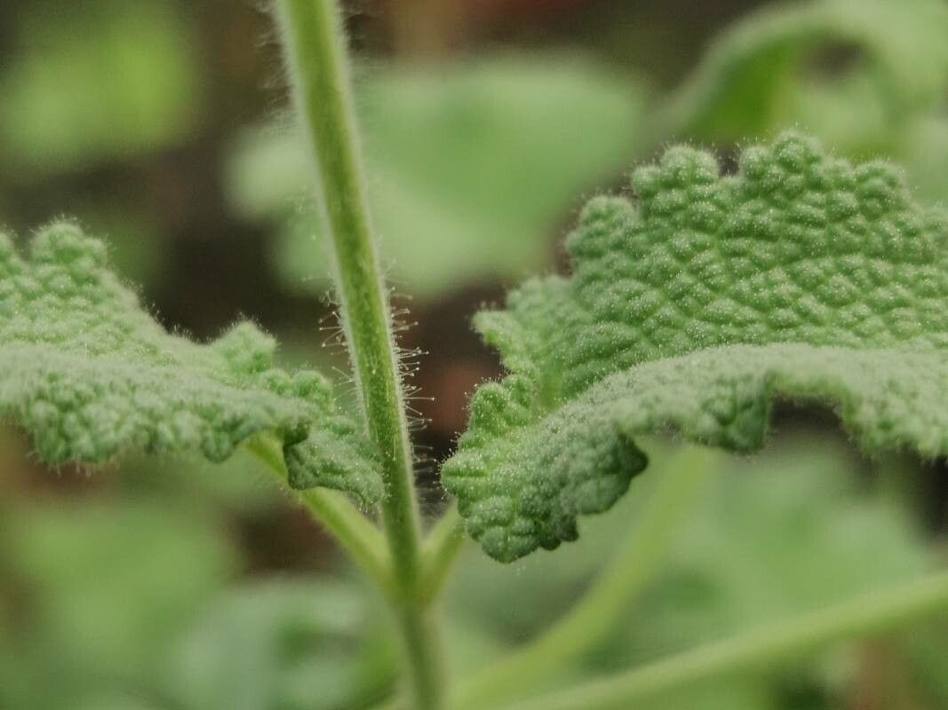 Salvia disermas other