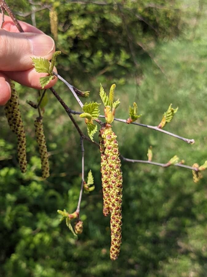 Betula populifolia flower