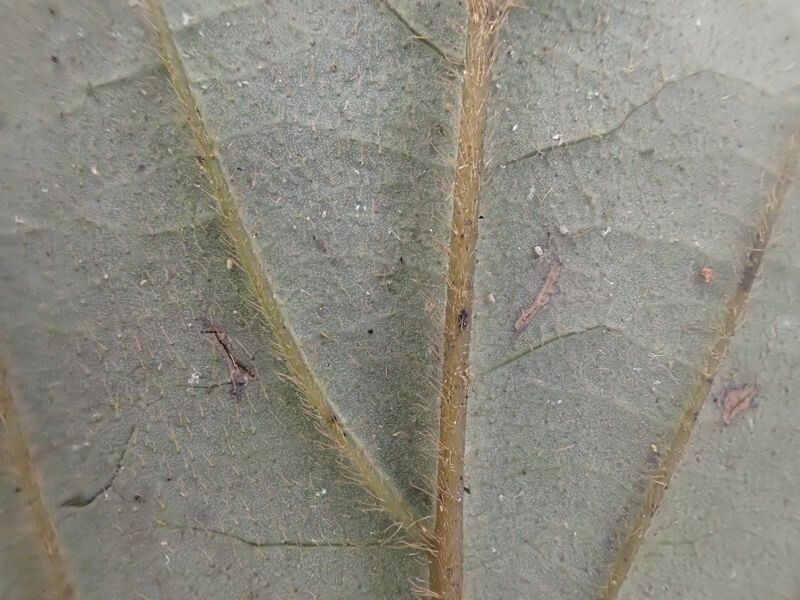 Diospyros suaveolens leaf