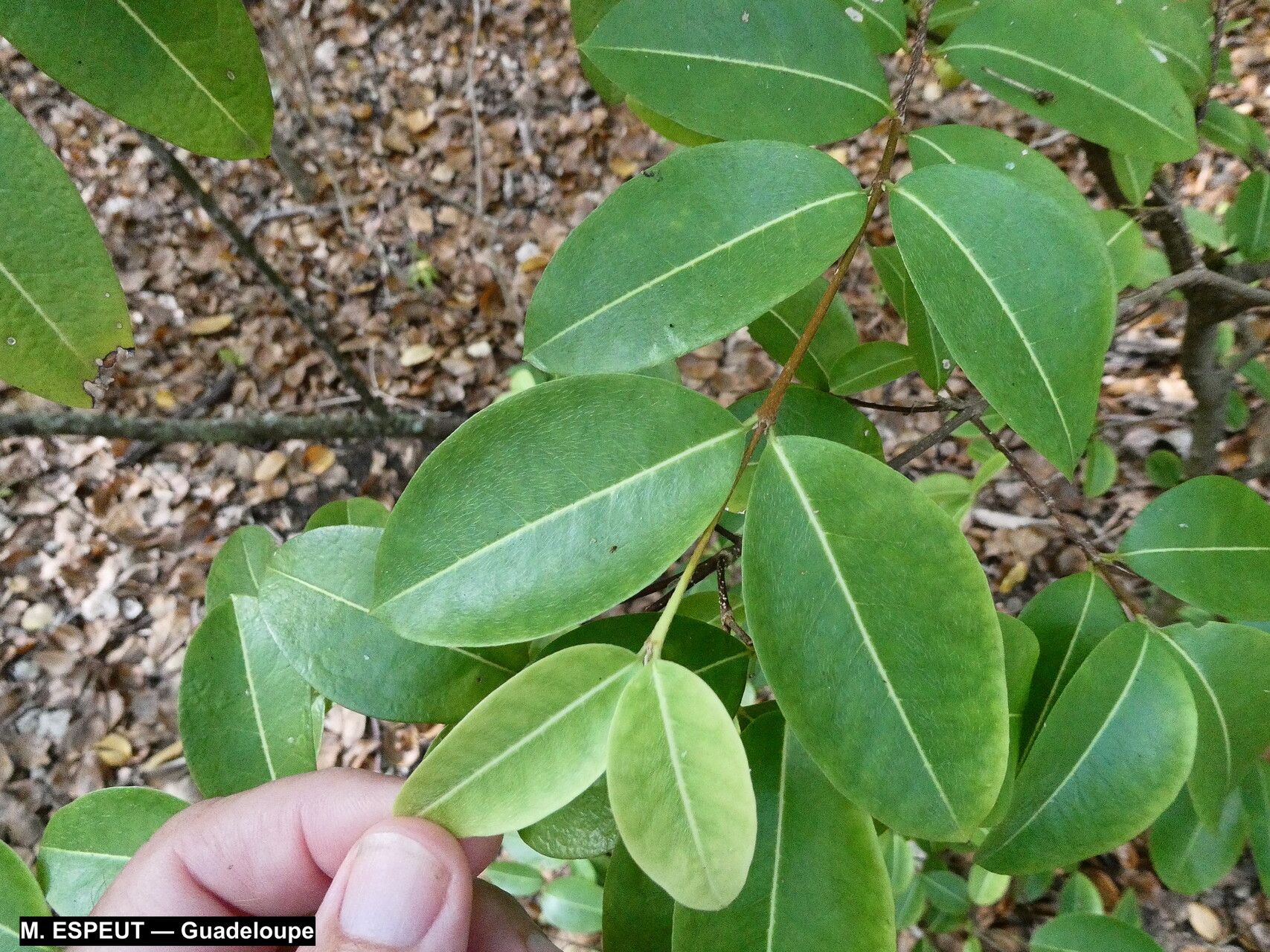 Malpighia martinicensis — houseplant care guide