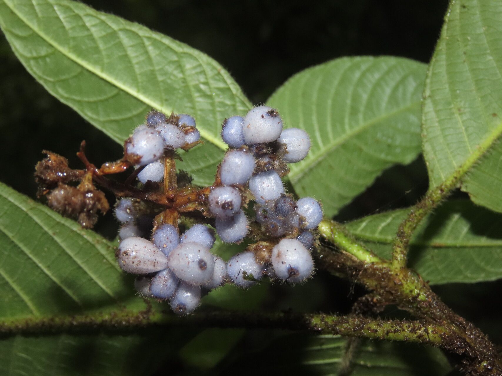 Palicourea pilosa fruit