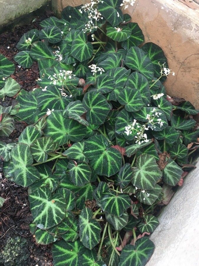 Begonia solimutata habit