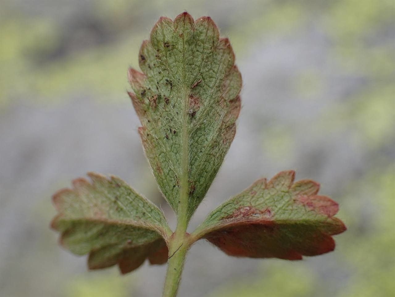 Potentilla frigida leaf