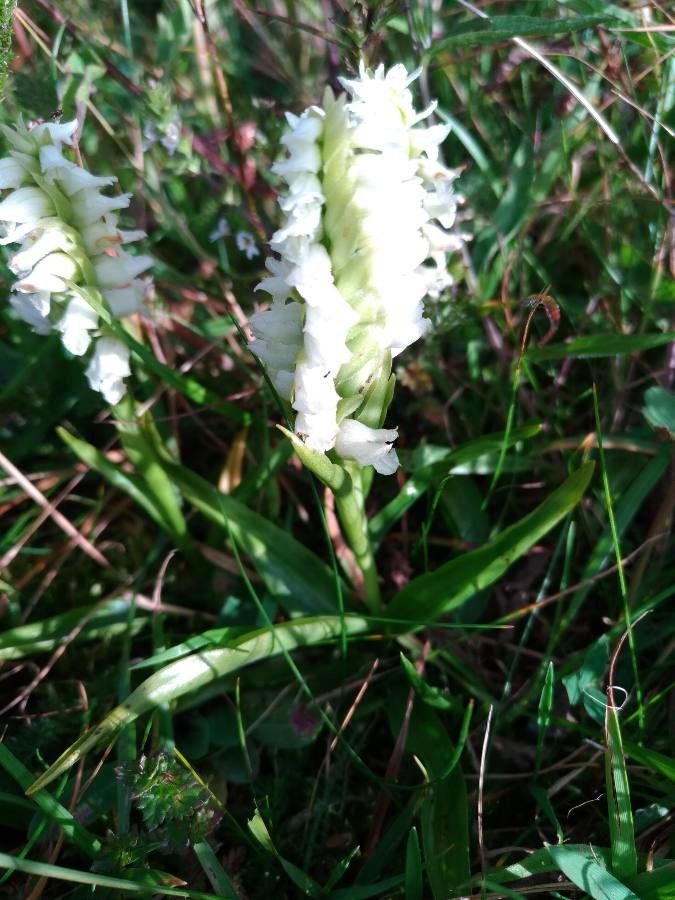 Spiranthes romanzoffiana habit