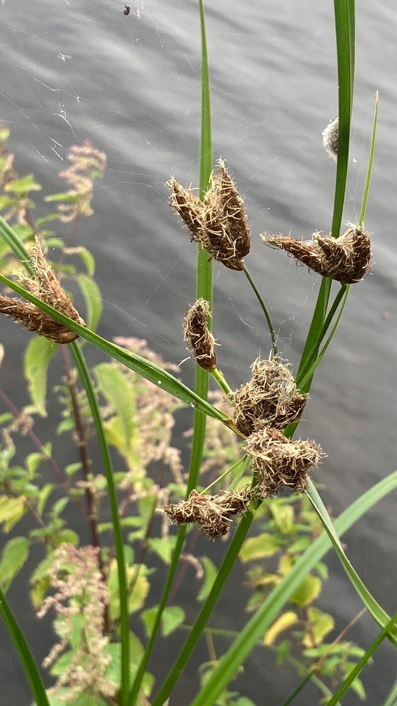 Bolboschoenus laticarpus flower