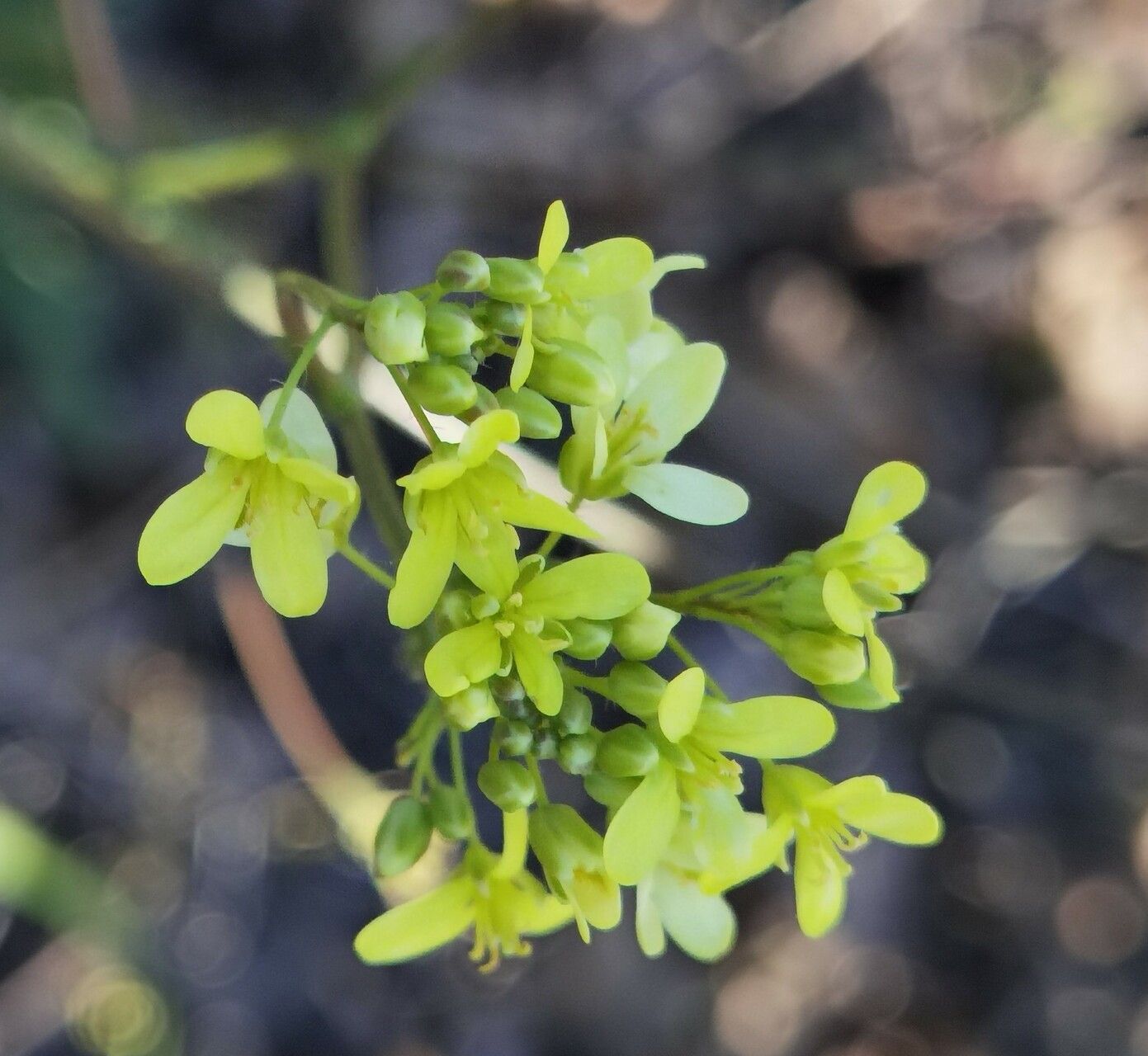 Biscutella incana flower