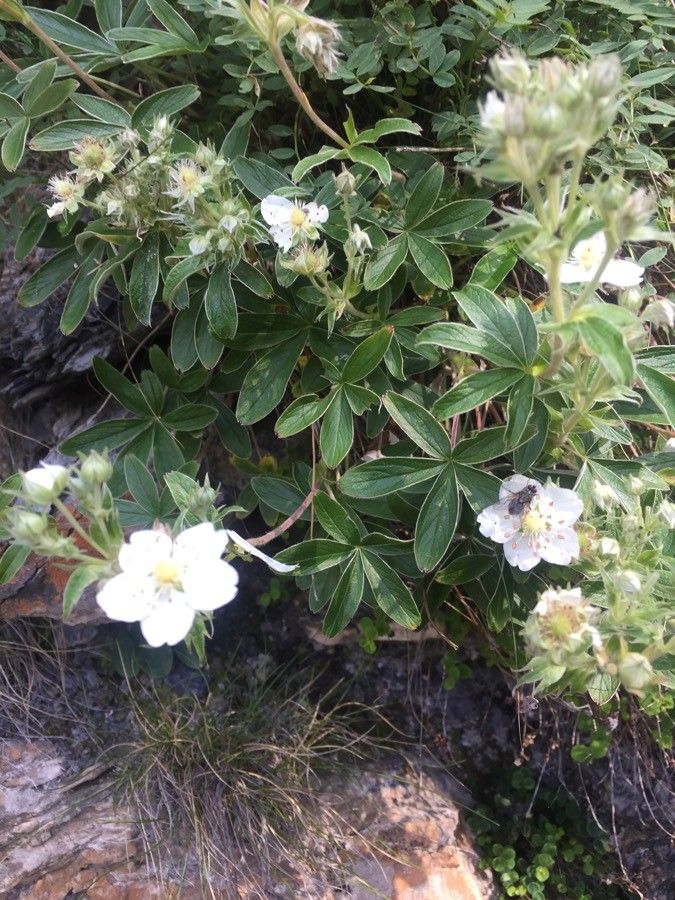 Potentilla alchimilloides